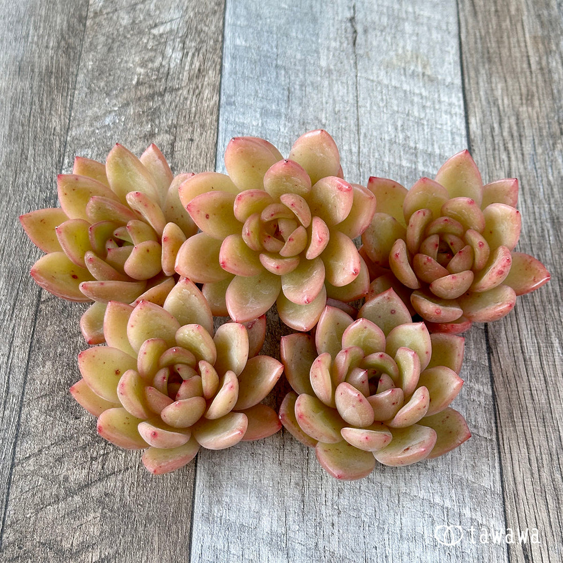 リジュ(花村農園苗)