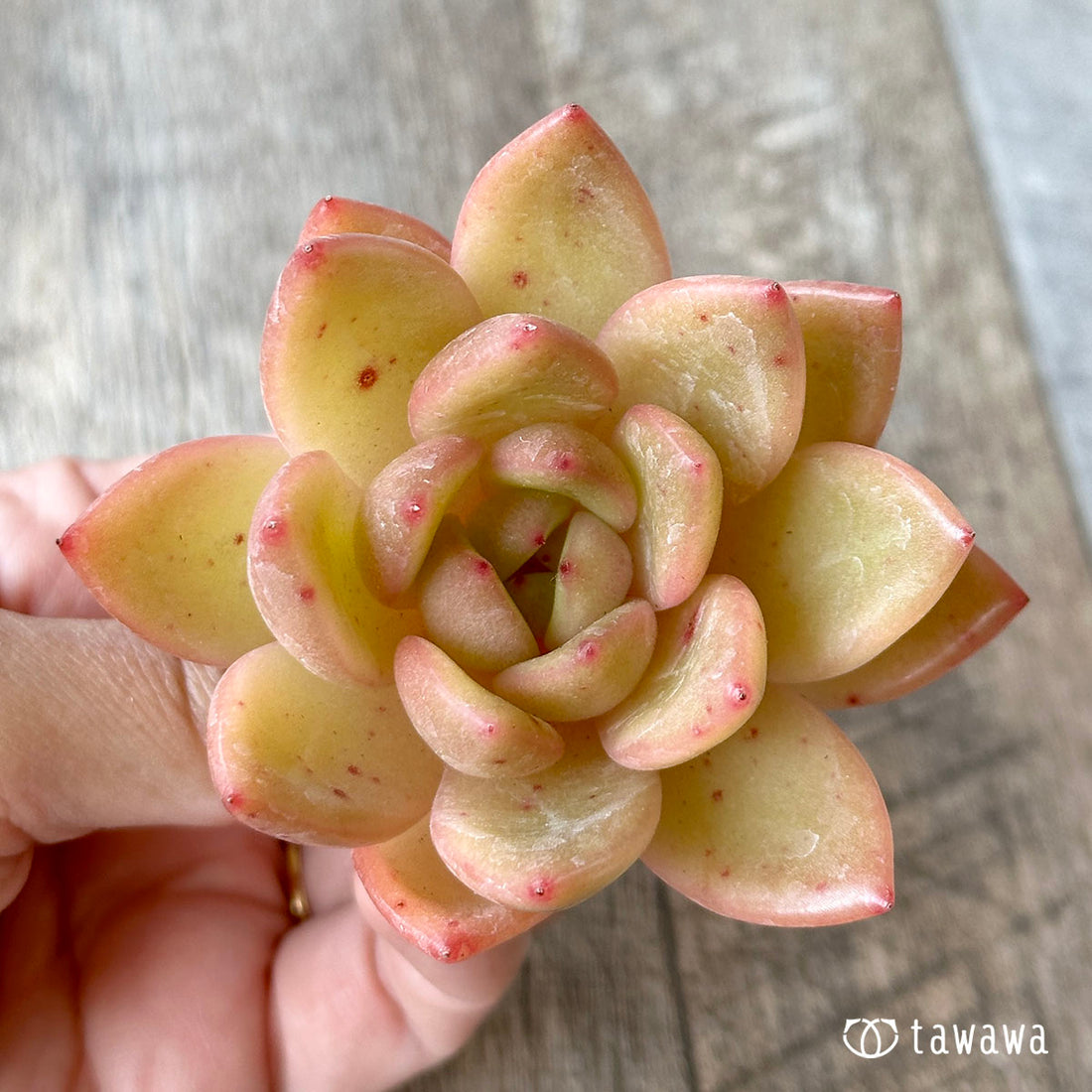 リジュ(花村農園苗)