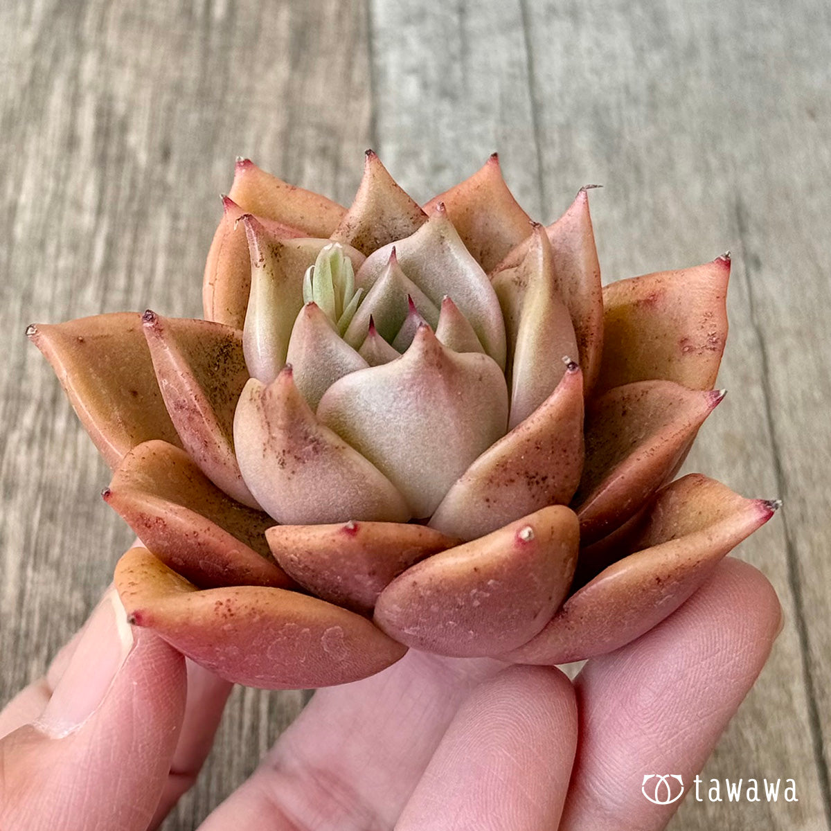 フラミンゴ(チャンヒー農園苗)