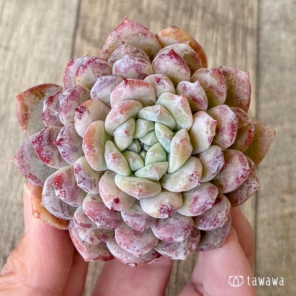 3/9発売】スノーピーク（チャンヒー農園苗） – 多肉植物の通販・販売