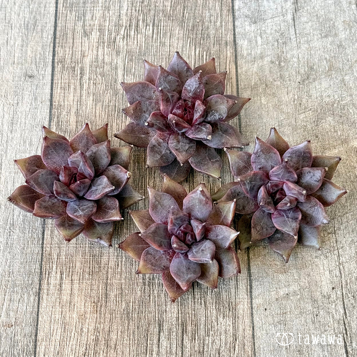 *新入荷* CH244(チャンヒー農園苗)