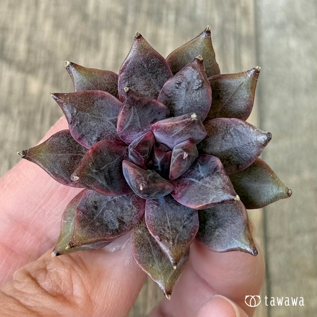 *新入荷* CH244(チャンヒー農園苗)