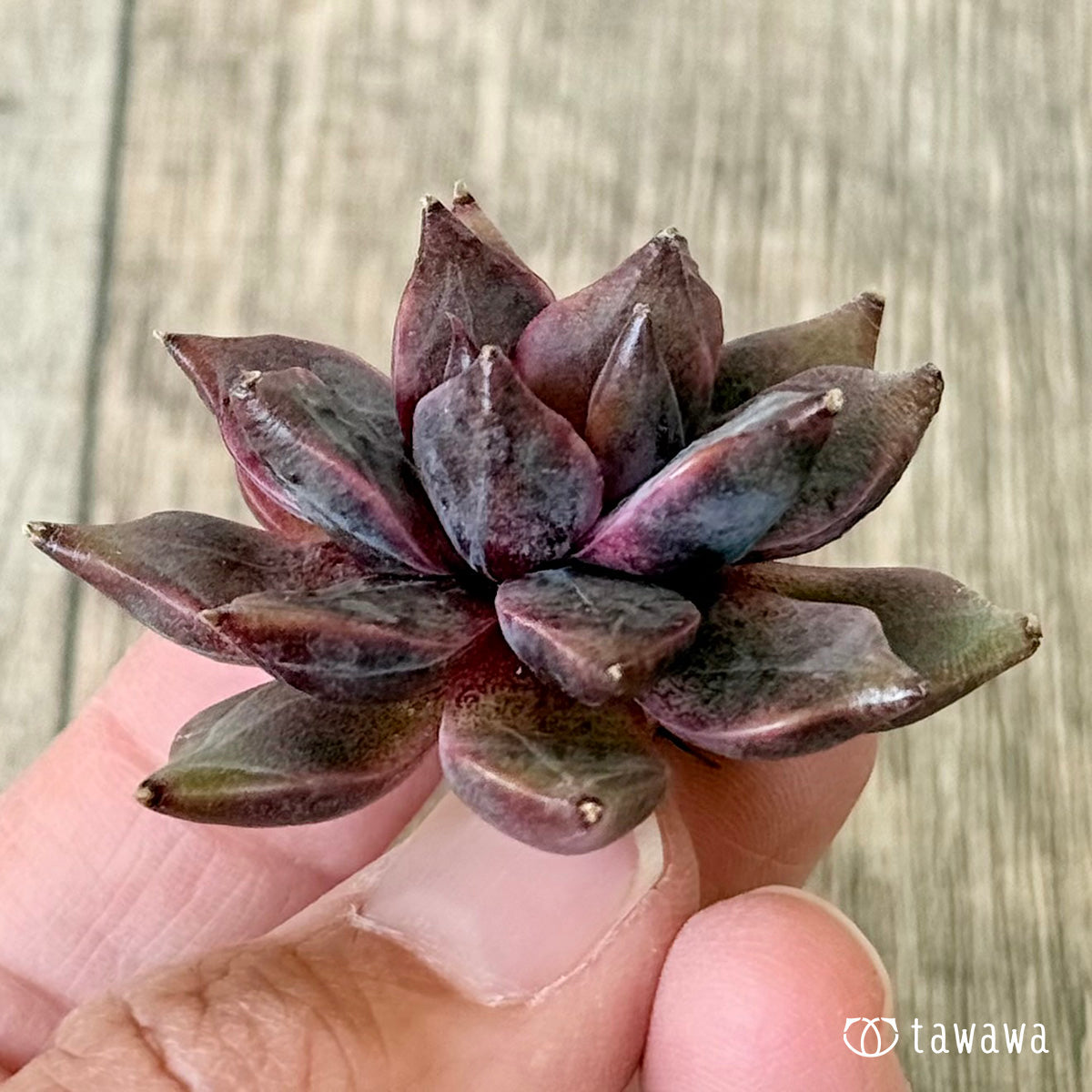 *新入荷* CH244(チャンヒー農園苗)