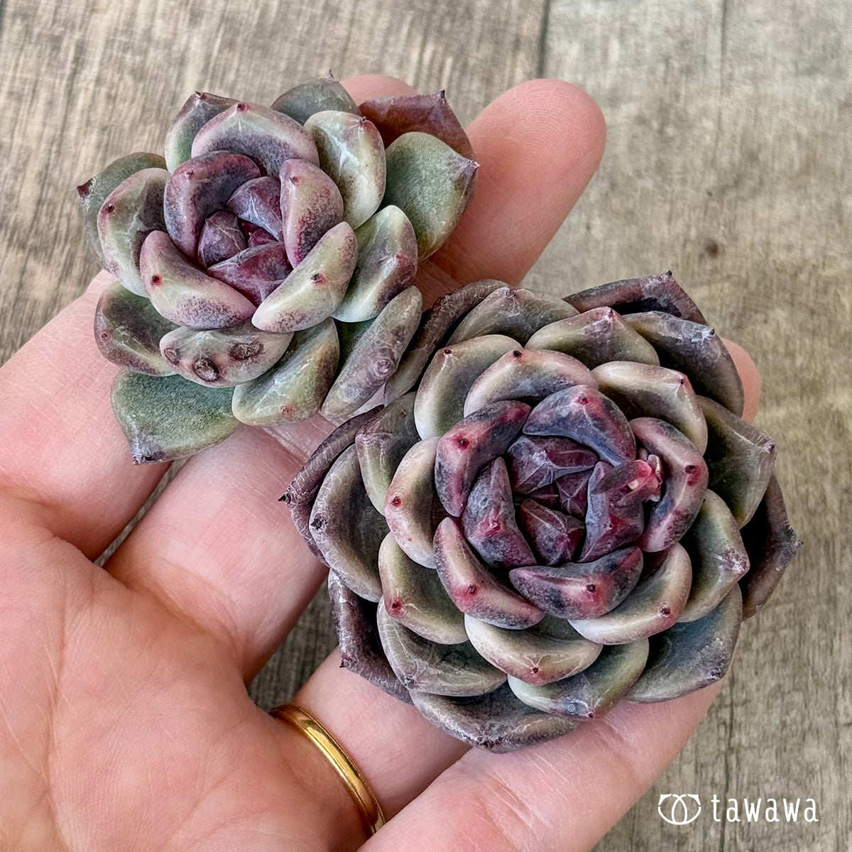 ライラックドレス【多頭】（チャンヒー農園苗） – 多肉植物の通販