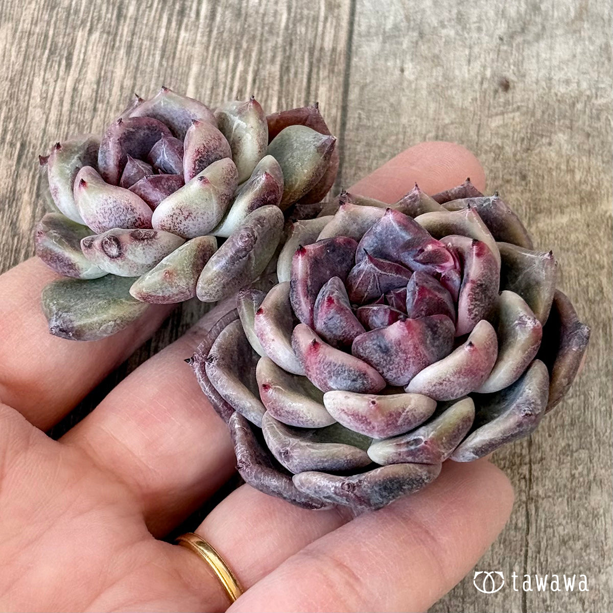 ライラックドレス【多頭】(チャンヒー農園苗)