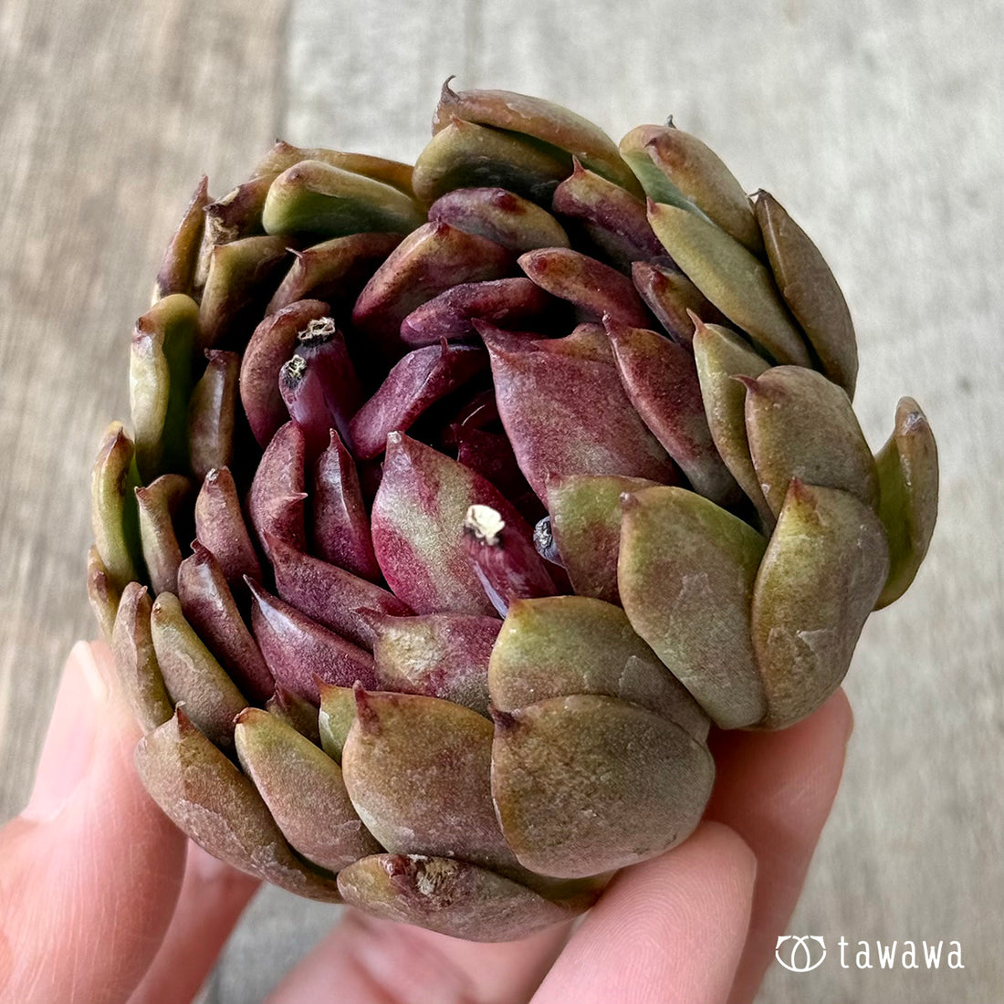 New Arrivals: Ice Green