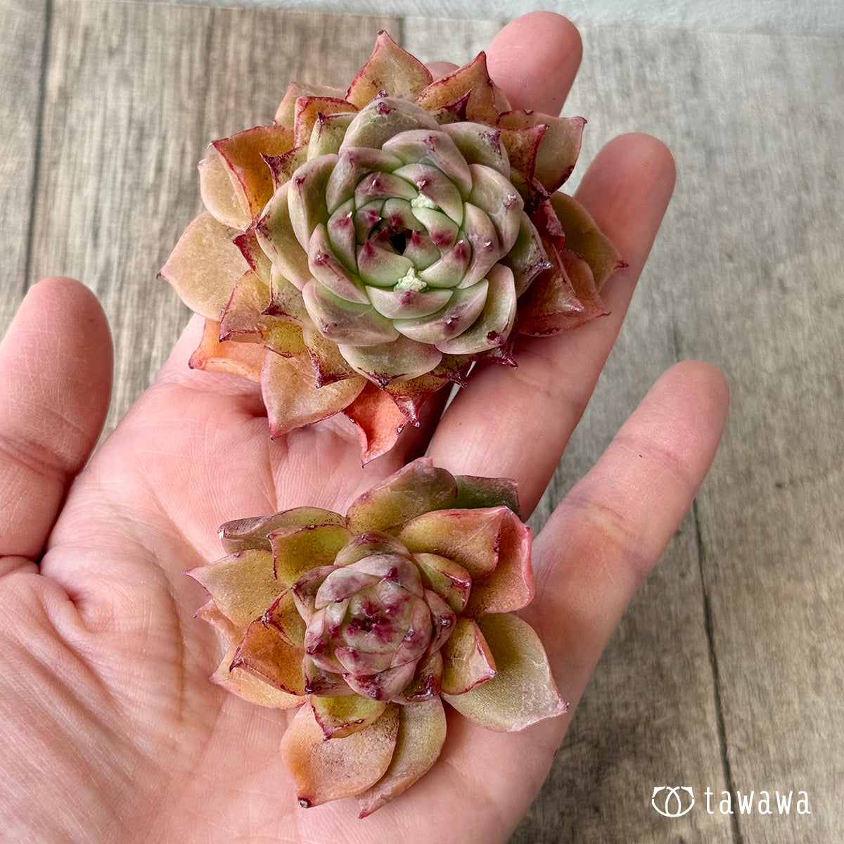 ロメオルビン×レッドエボニーsp【2】(チャンヒー農園苗)