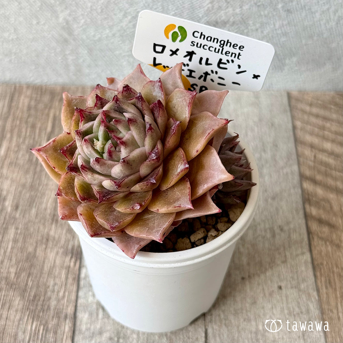 New Arrivals: Ice Green