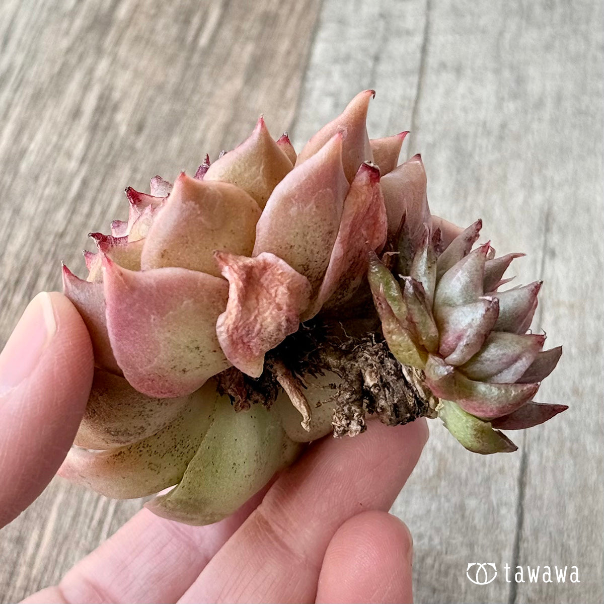 New Arrivals: Ice Green