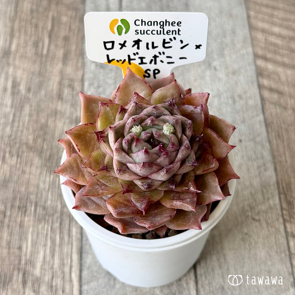 ロメオルビン×レッドエボニーsp【1】(チャンヒー農園苗)