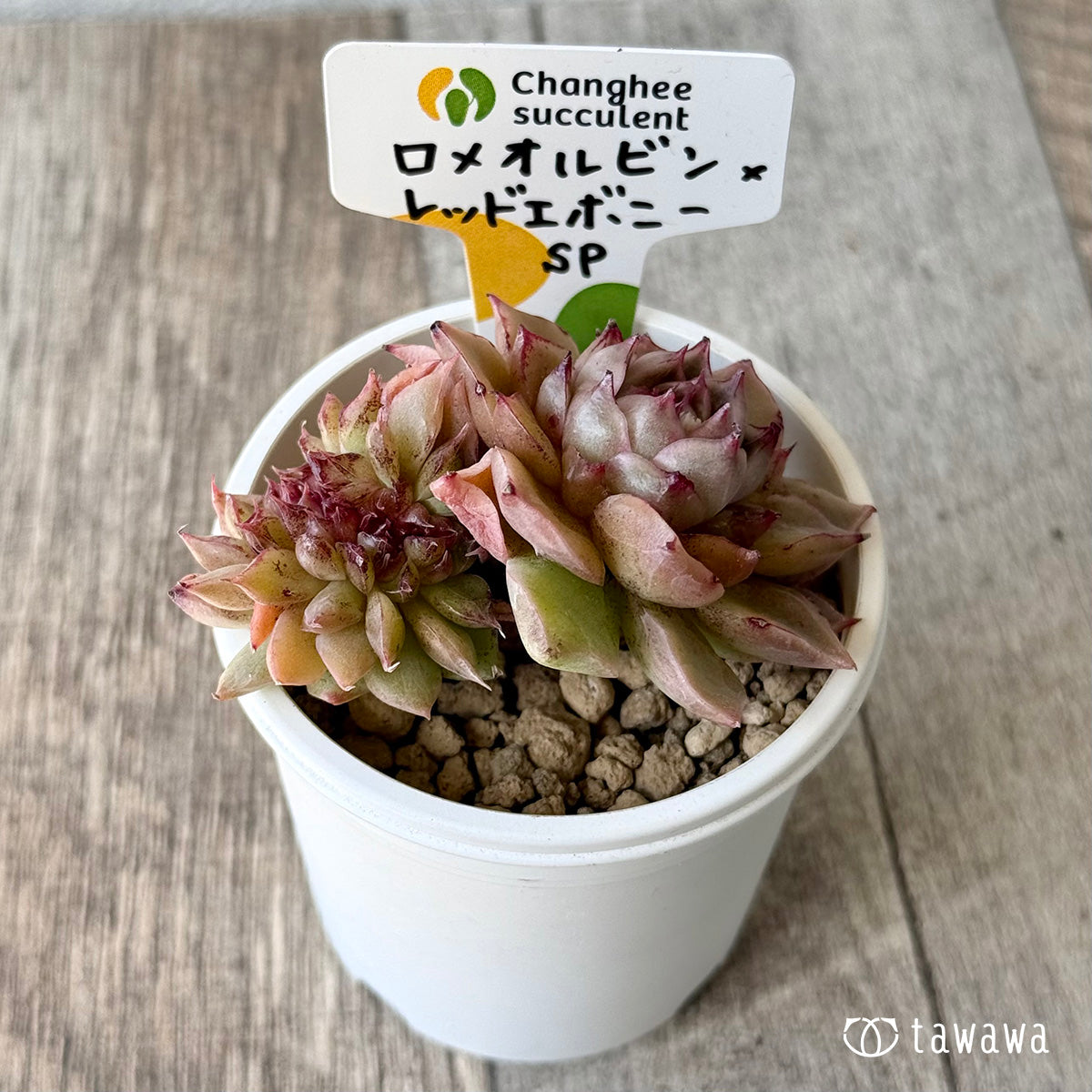 New Arrivals: Ice Green