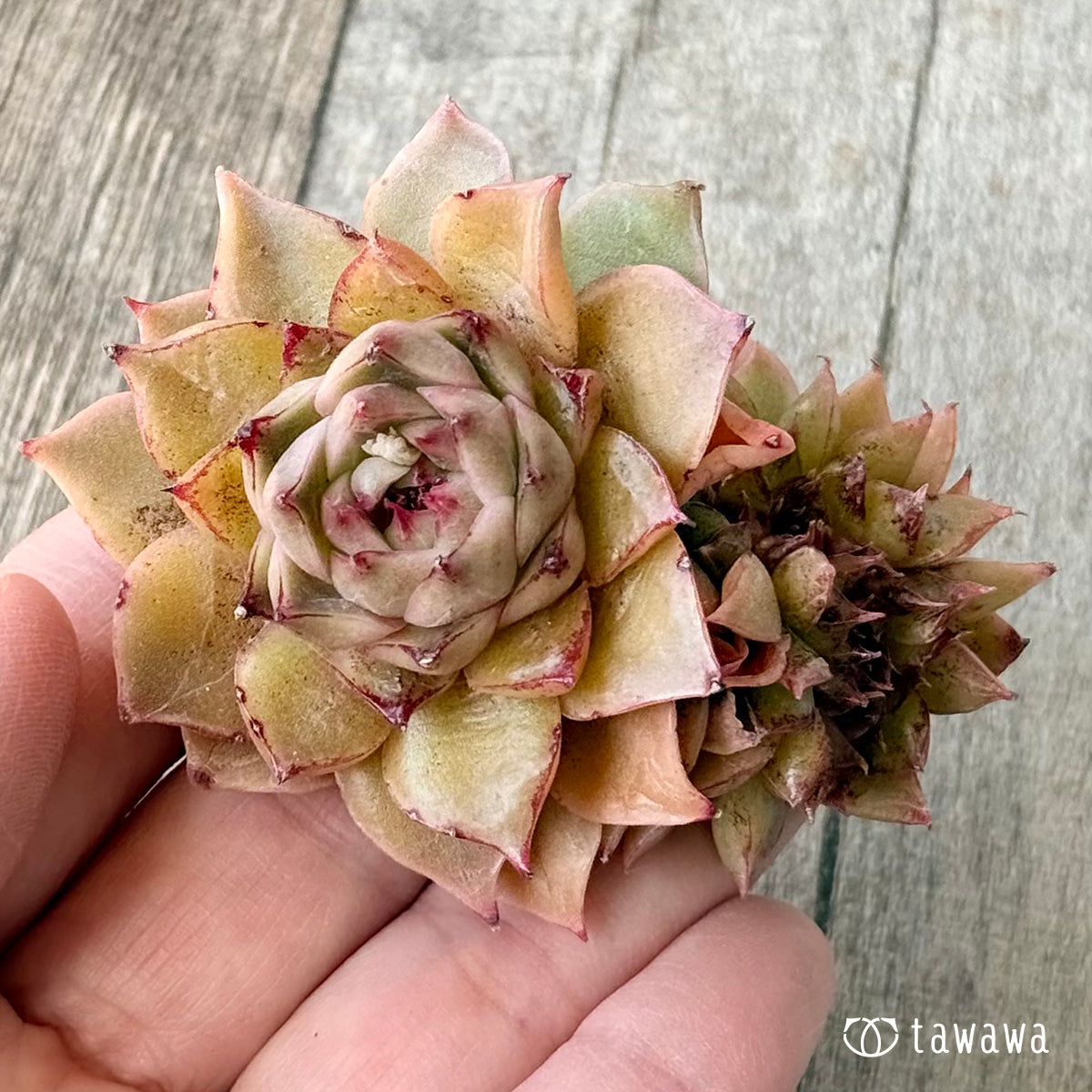 New Arrivals: Ice Green