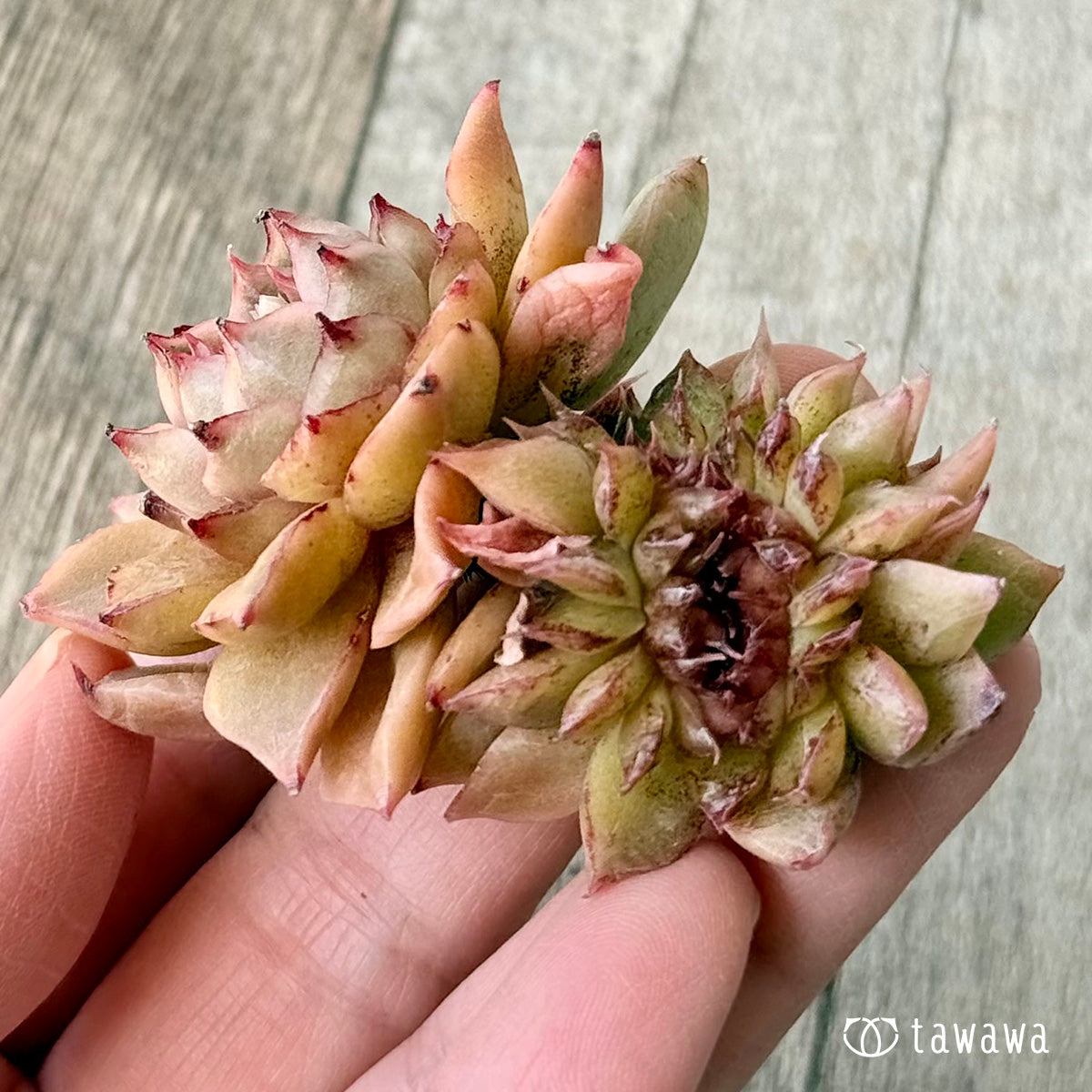 New Arrivals: Ice Green