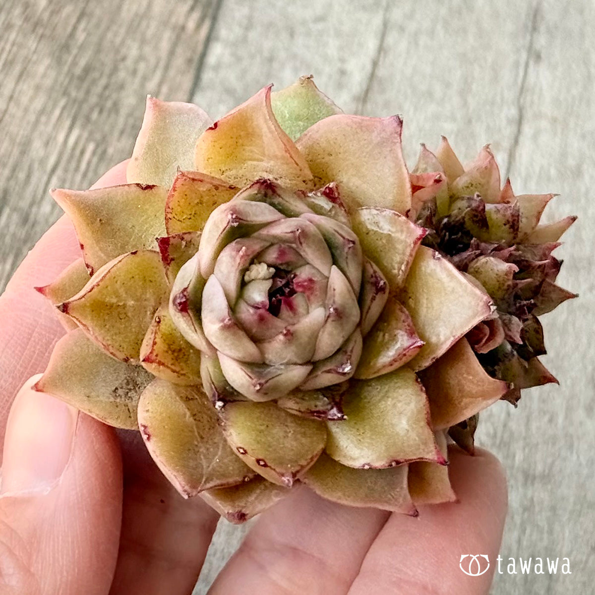 New Arrivals: Ice Green