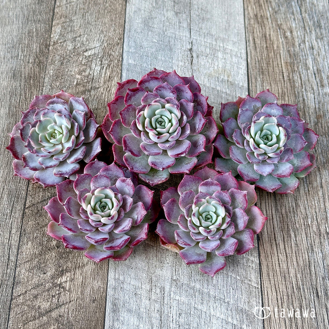 サラシナ(チャンヒー農園苗)