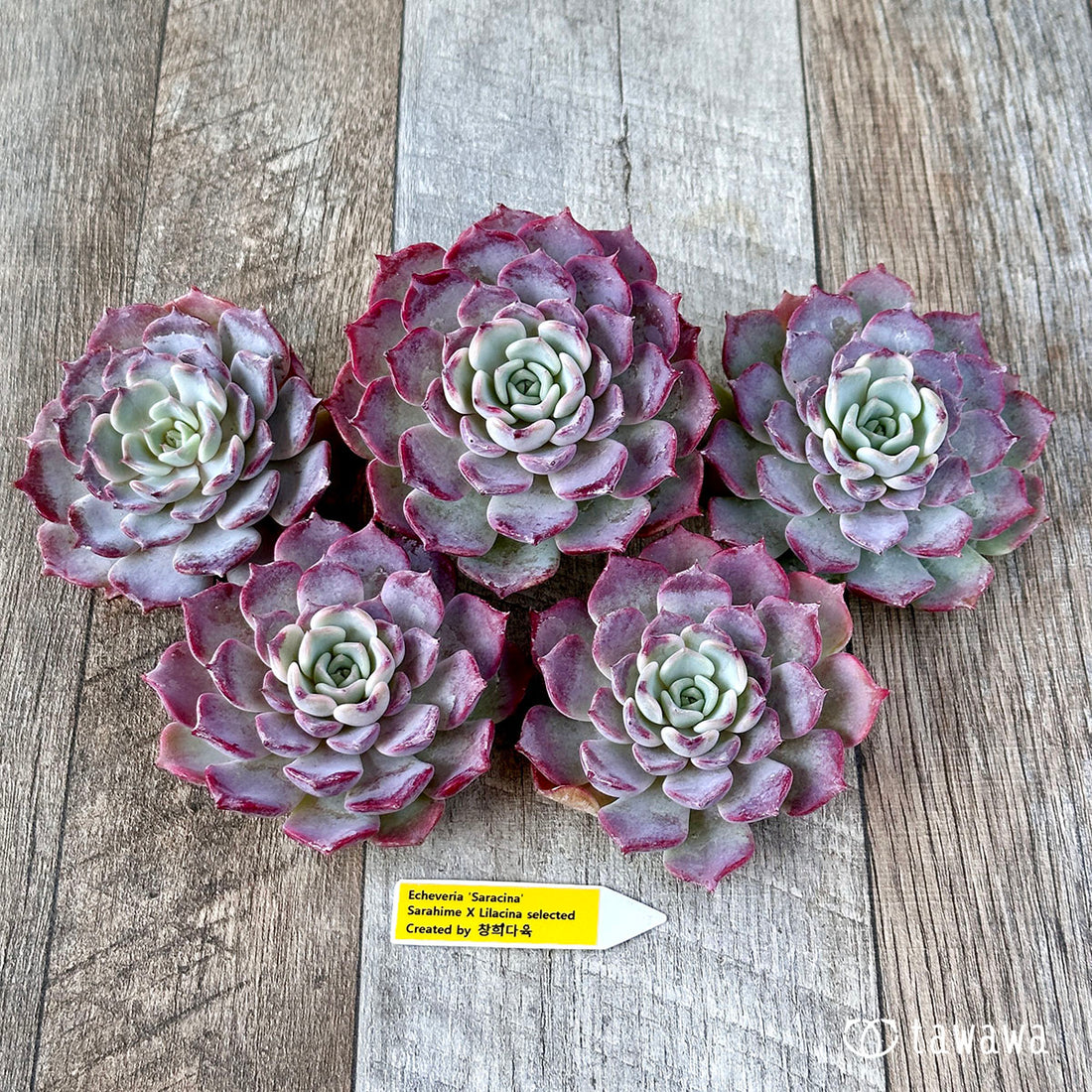 サラシナ(チャンヒー農園苗)