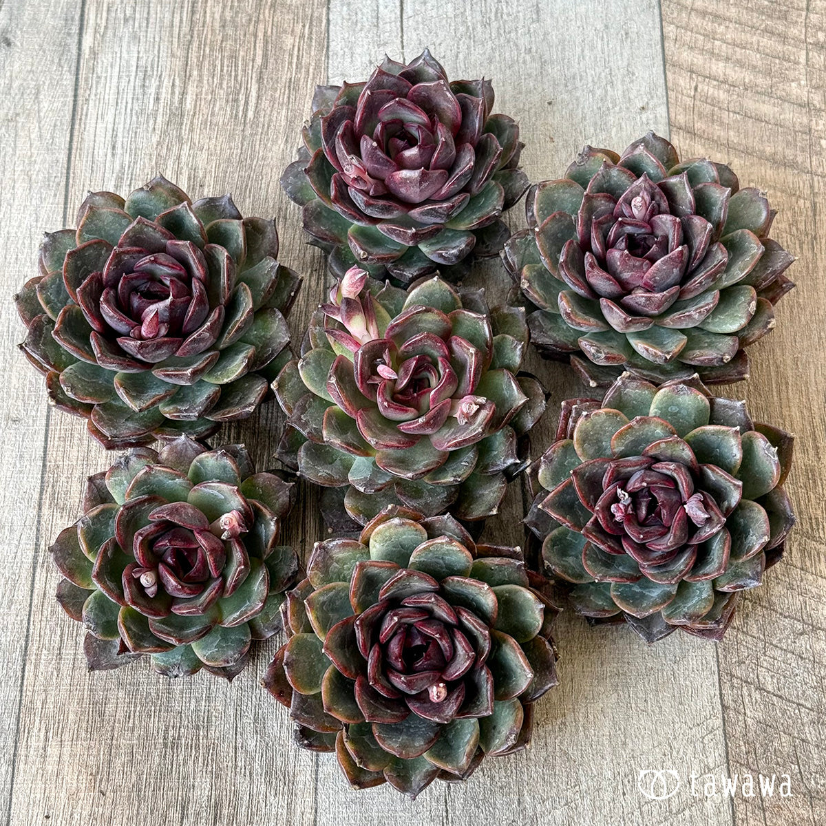 *新入荷* ブラックホール(チャンヒー農園苗)