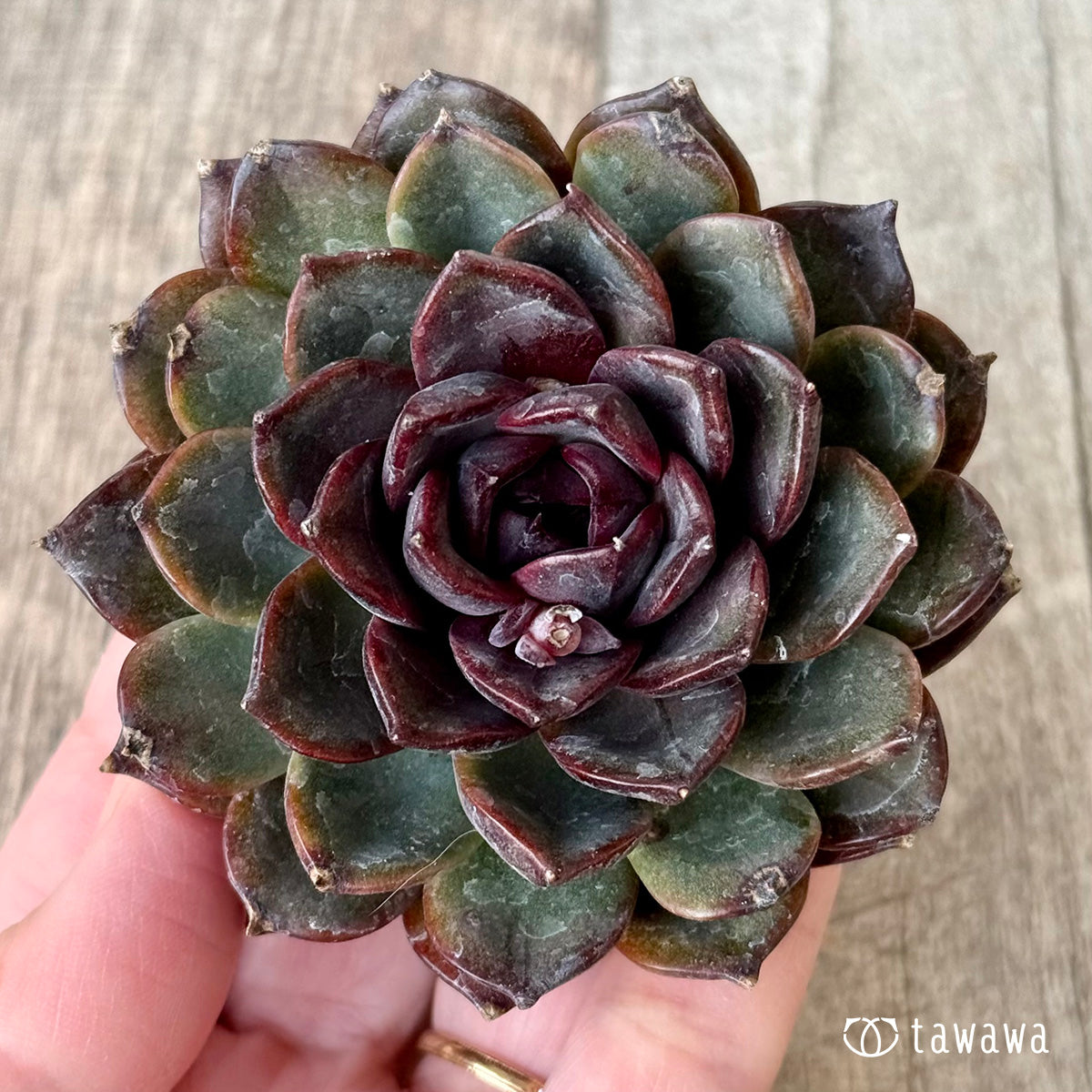 *新入荷* ブラックホール(チャンヒー農園苗)