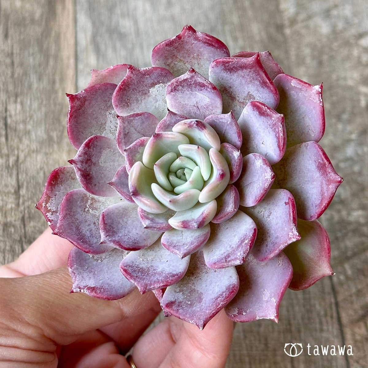 サラシナ(チャンヒー農園苗)