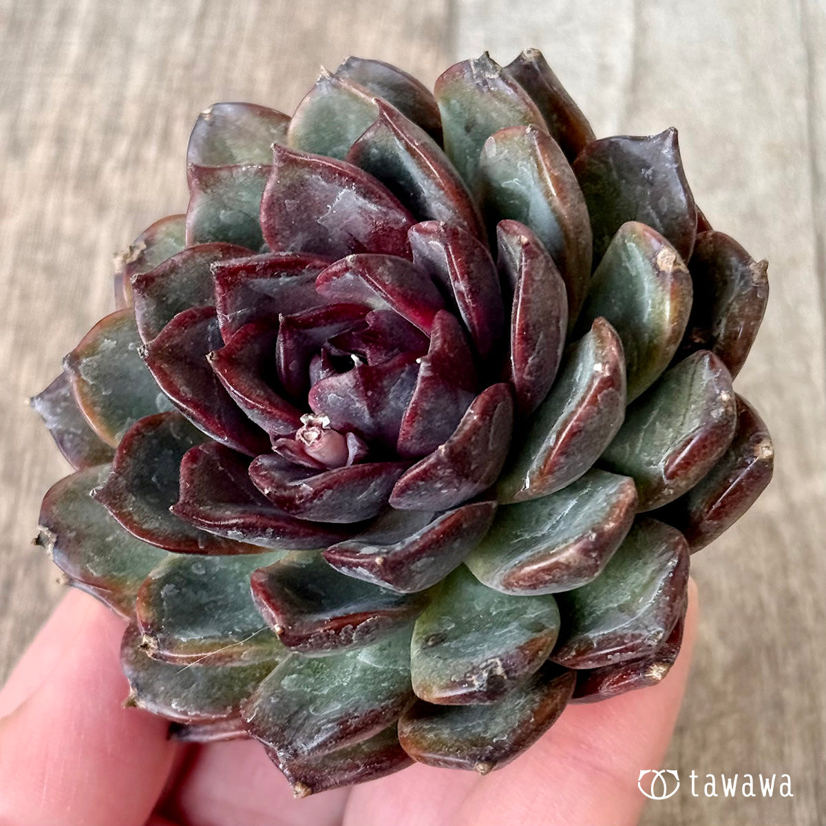 *新入荷* ブラックホール(チャンヒー農園苗)