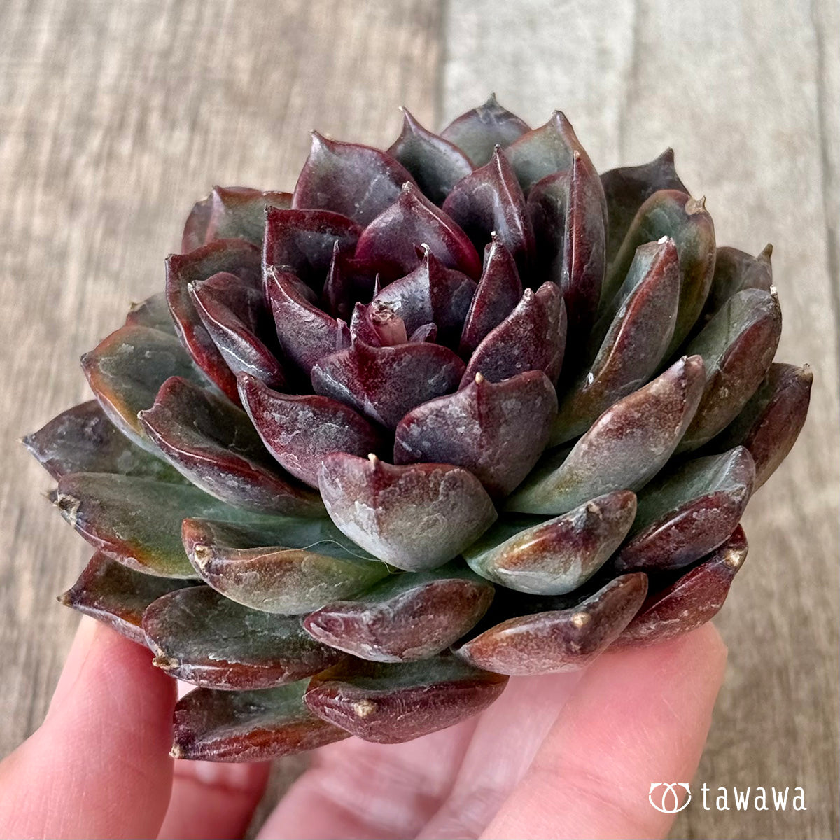 *新入荷* ブラックホール(チャンヒー農園苗)