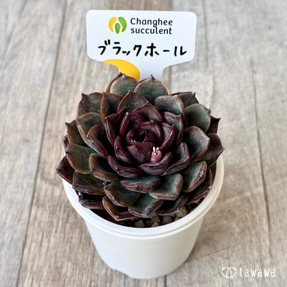 *新入荷* ブラックホール(チャンヒー農園苗)