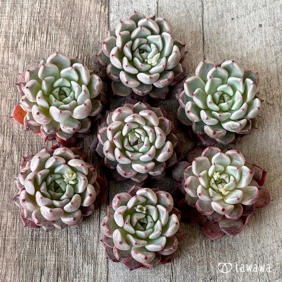 *新入荷* コアルビー(チャンヒー農園苗)