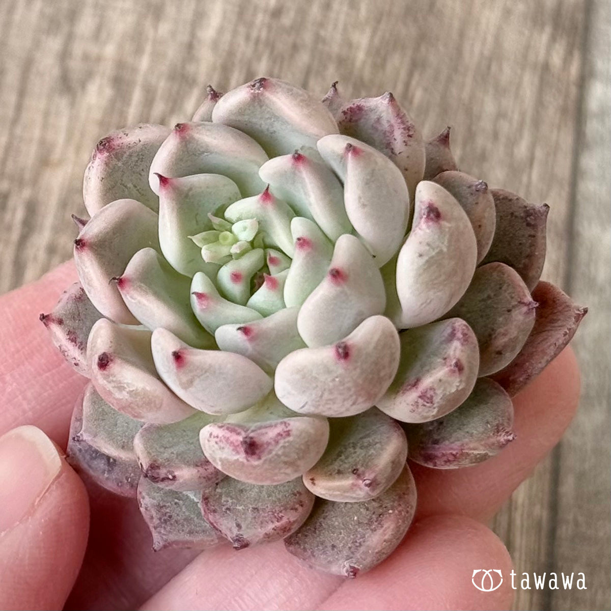 *新入荷* コアルビー(チャンヒー農園苗)