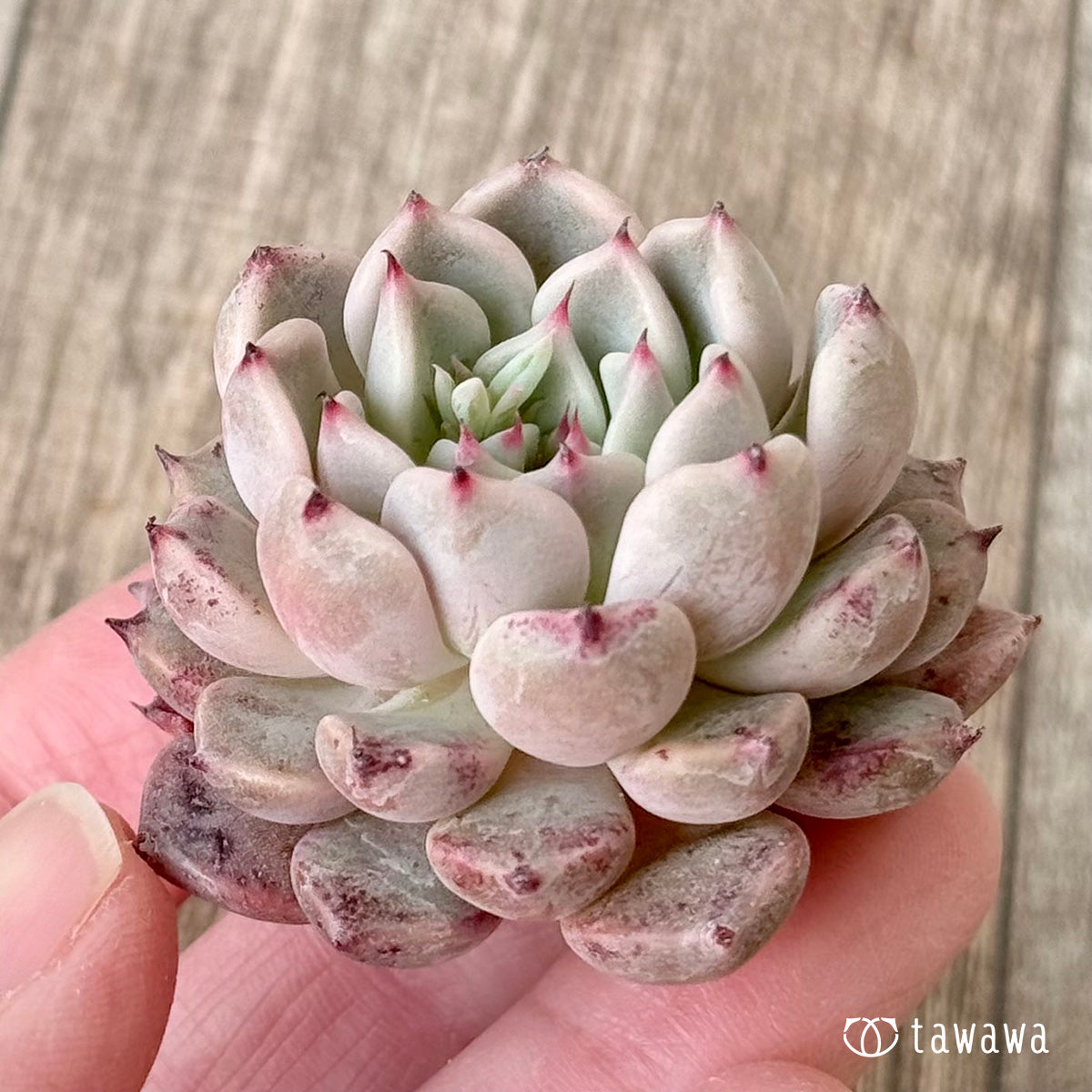 *新入荷* コアルビー(チャンヒー農園苗)