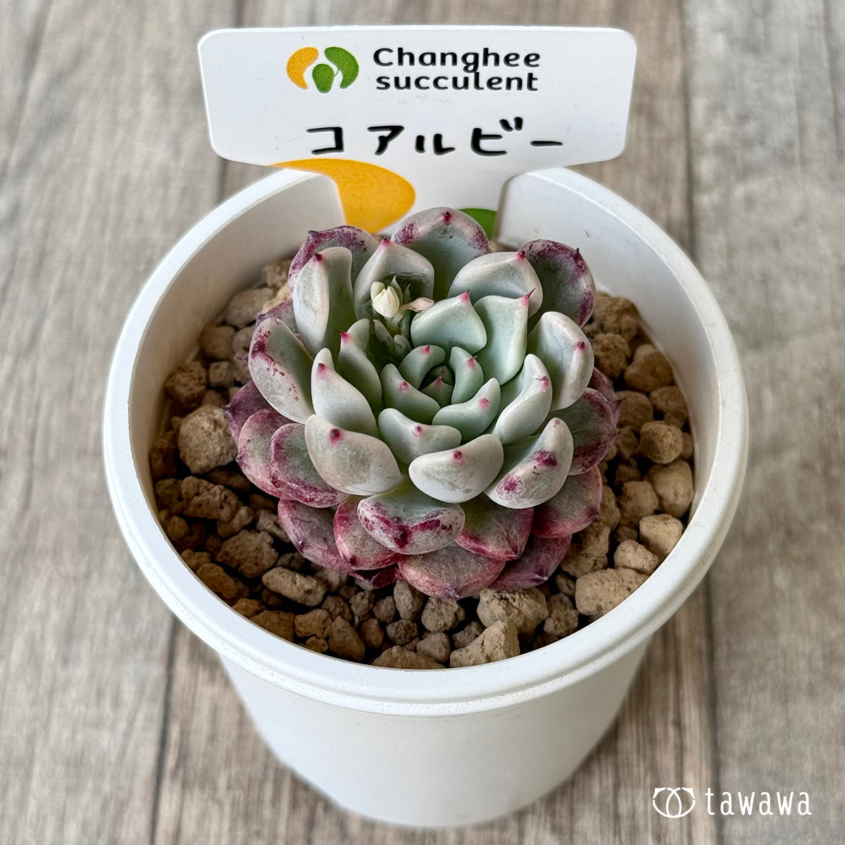 *新入荷* コアルビー(チャンヒー農園苗)