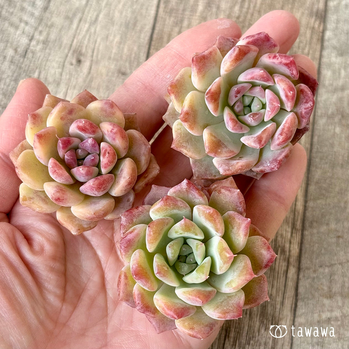 New Arrivals: Ice Green