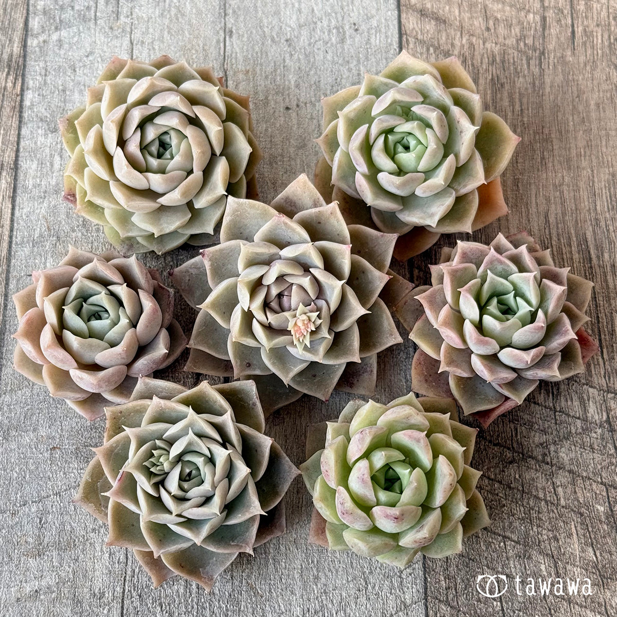 *新入荷* スウィートローズ (チャンヒー農園苗)