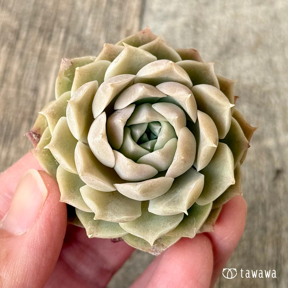 *新入荷* スウィートローズ (チャンヒー農園苗)