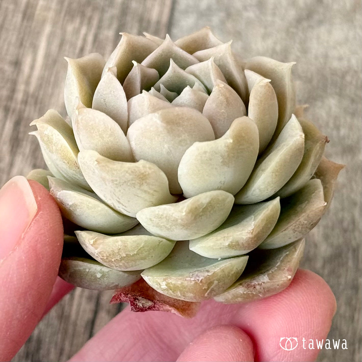 *新入荷* スウィートローズ (チャンヒー農園苗)