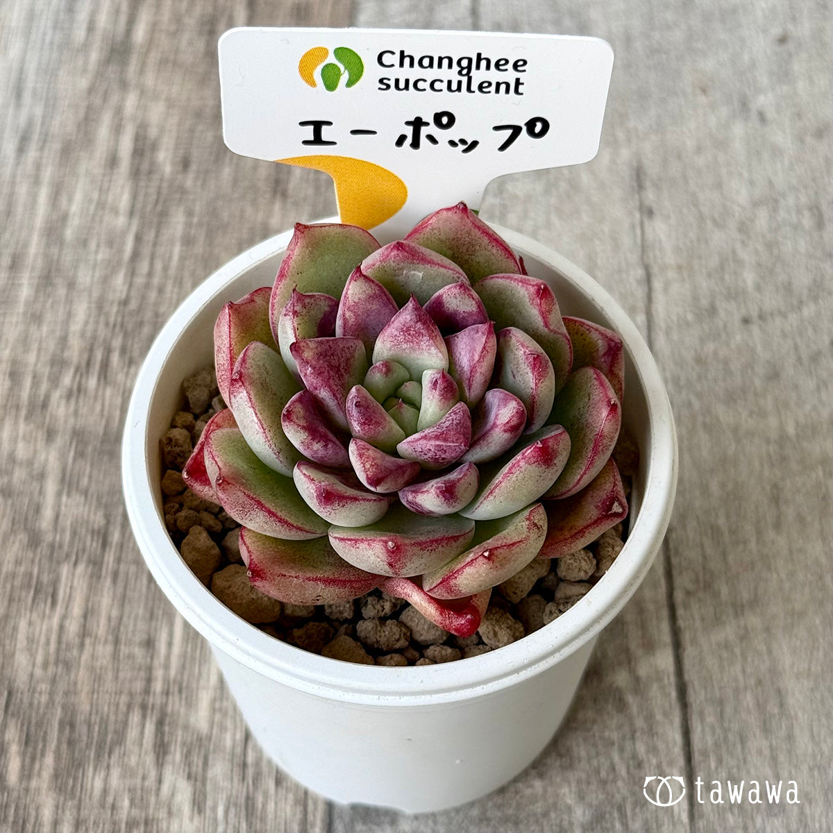 エーポップ(チャンヒー農園苗)