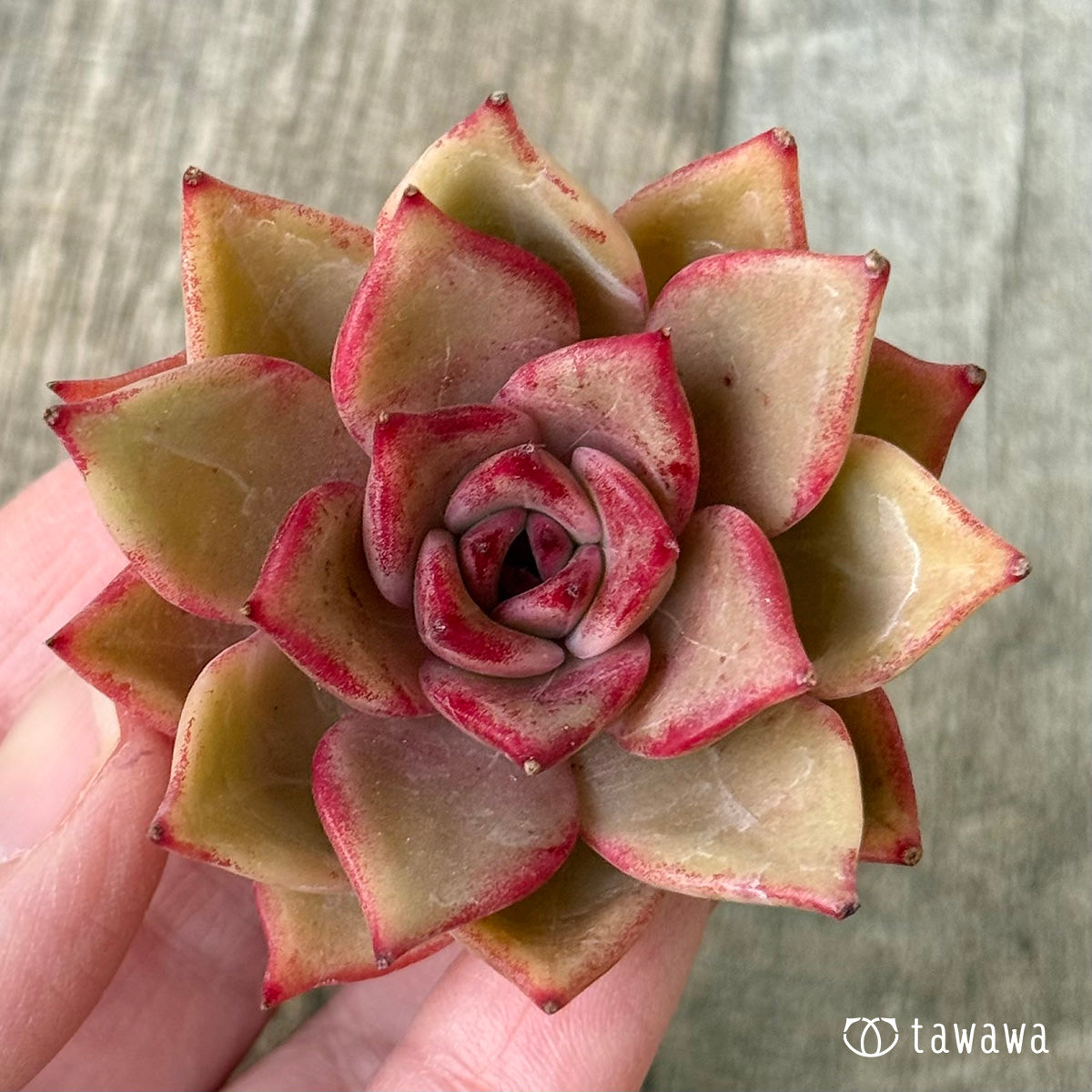 ルナ【2】(チャンヒー農園苗)