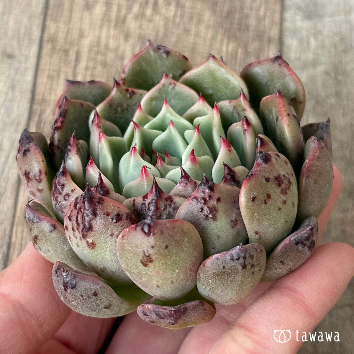 サラヒメ×チワワエンシスsp(チャンヒー農園苗)