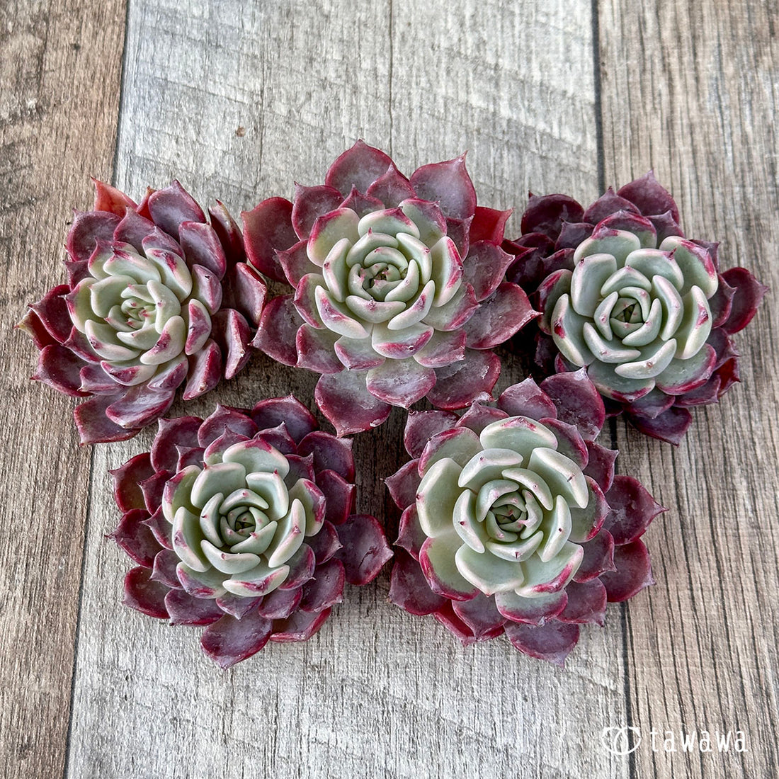 ゾンビ(チャンヒー農園苗)