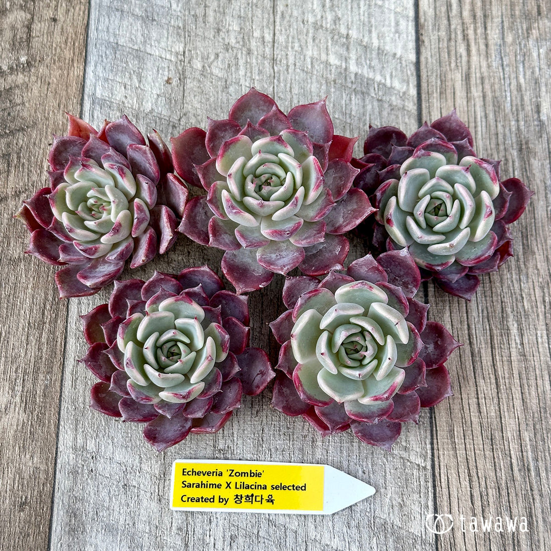 ゾンビ(チャンヒー農園苗)