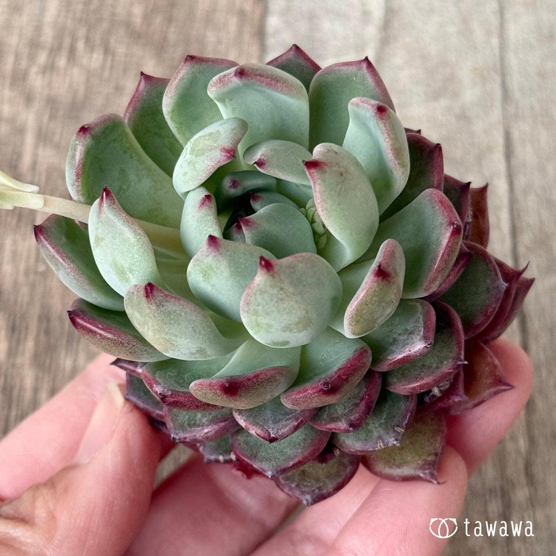 New Arrivals: Ice Green