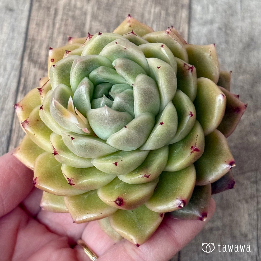 New Arrivals: Ice Green