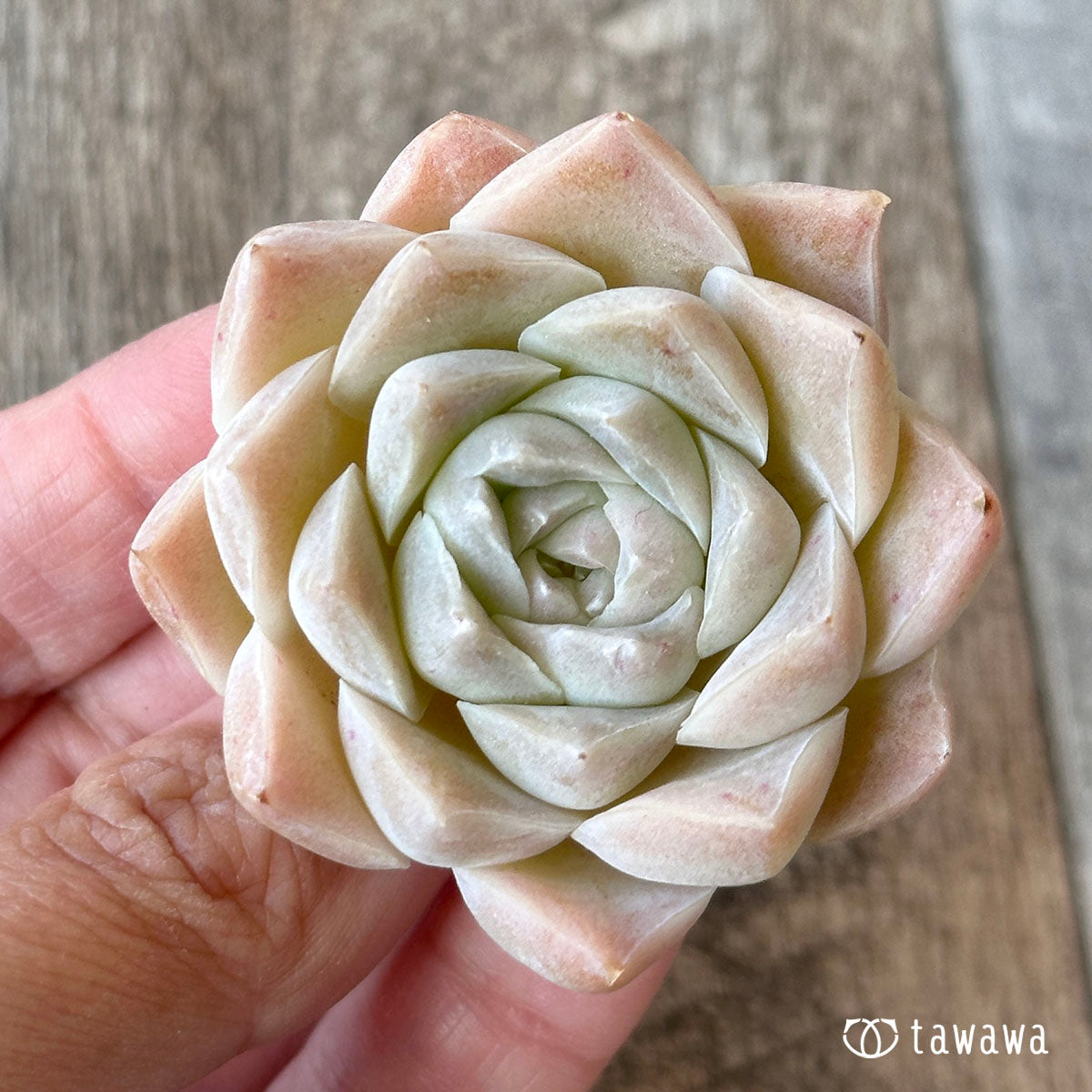New Arrivals: Ice Green