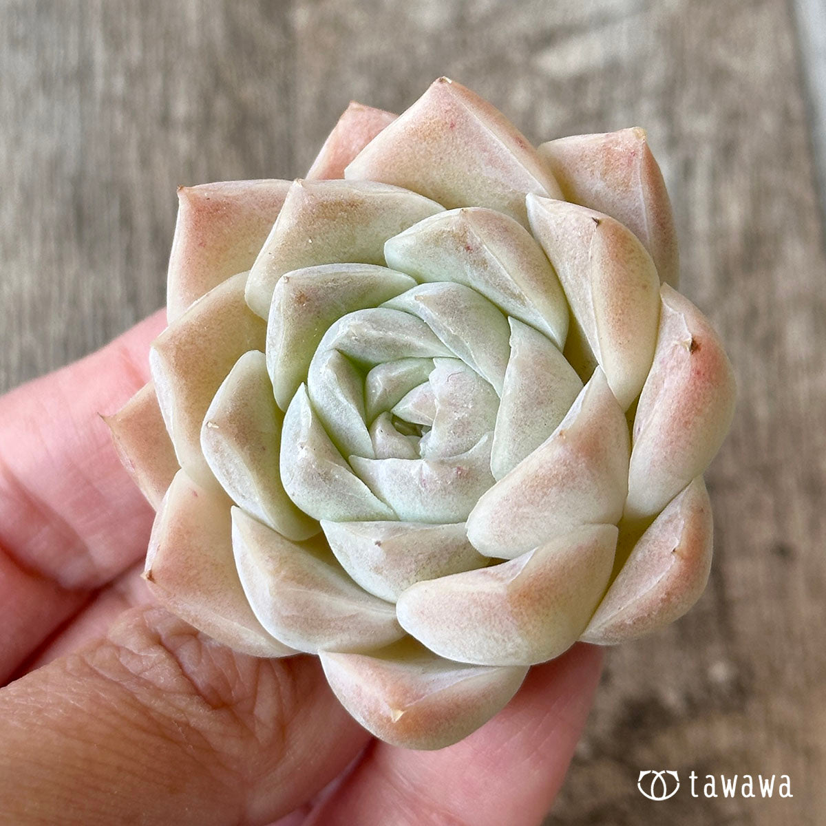 New Arrivals: Ice Green