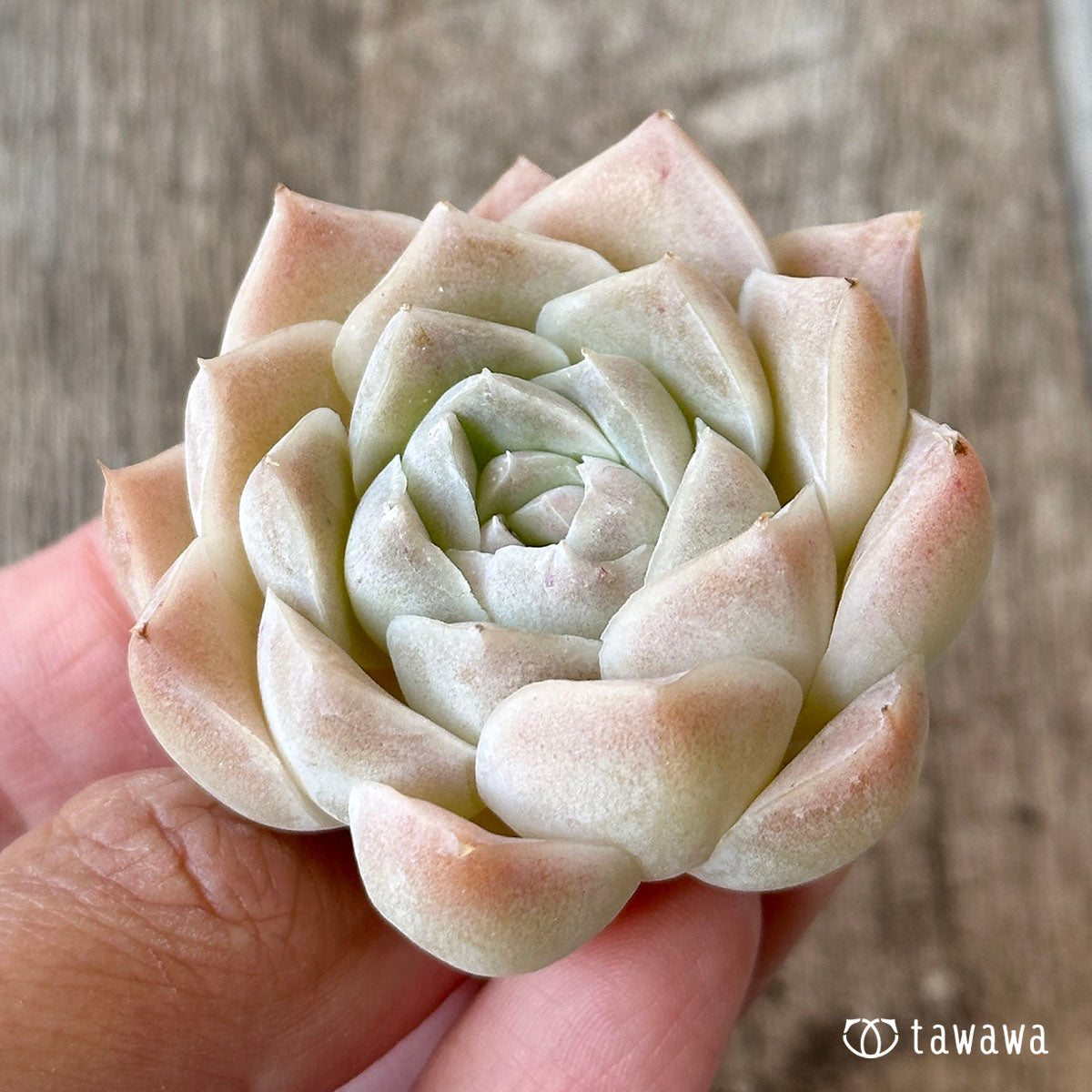 New Arrivals: Ice Green
