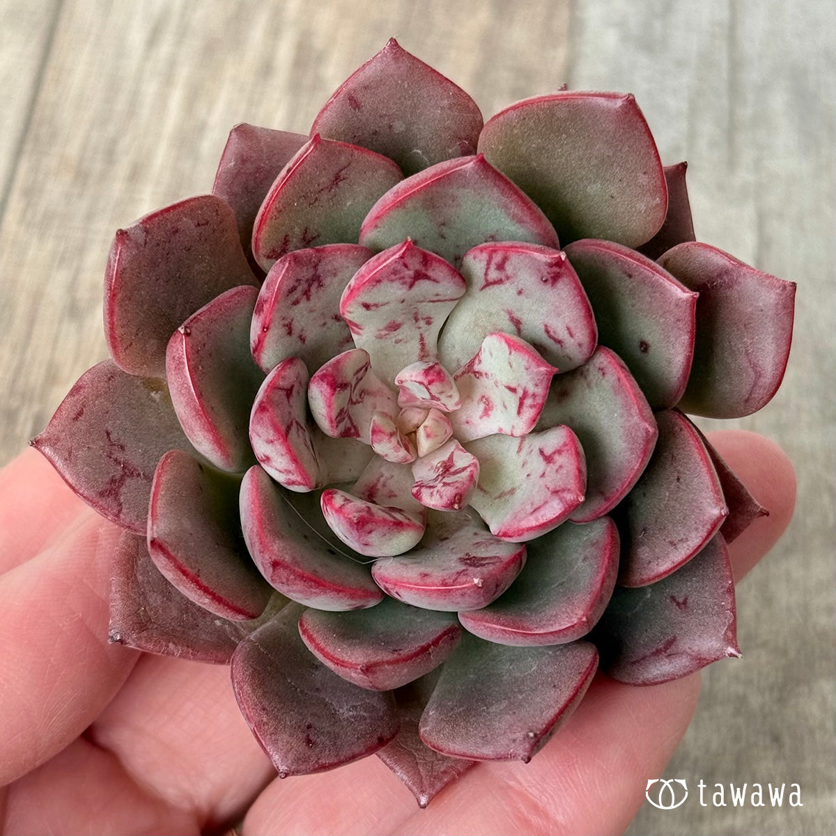 *新入荷* アーロン (チャンヒー農園苗)