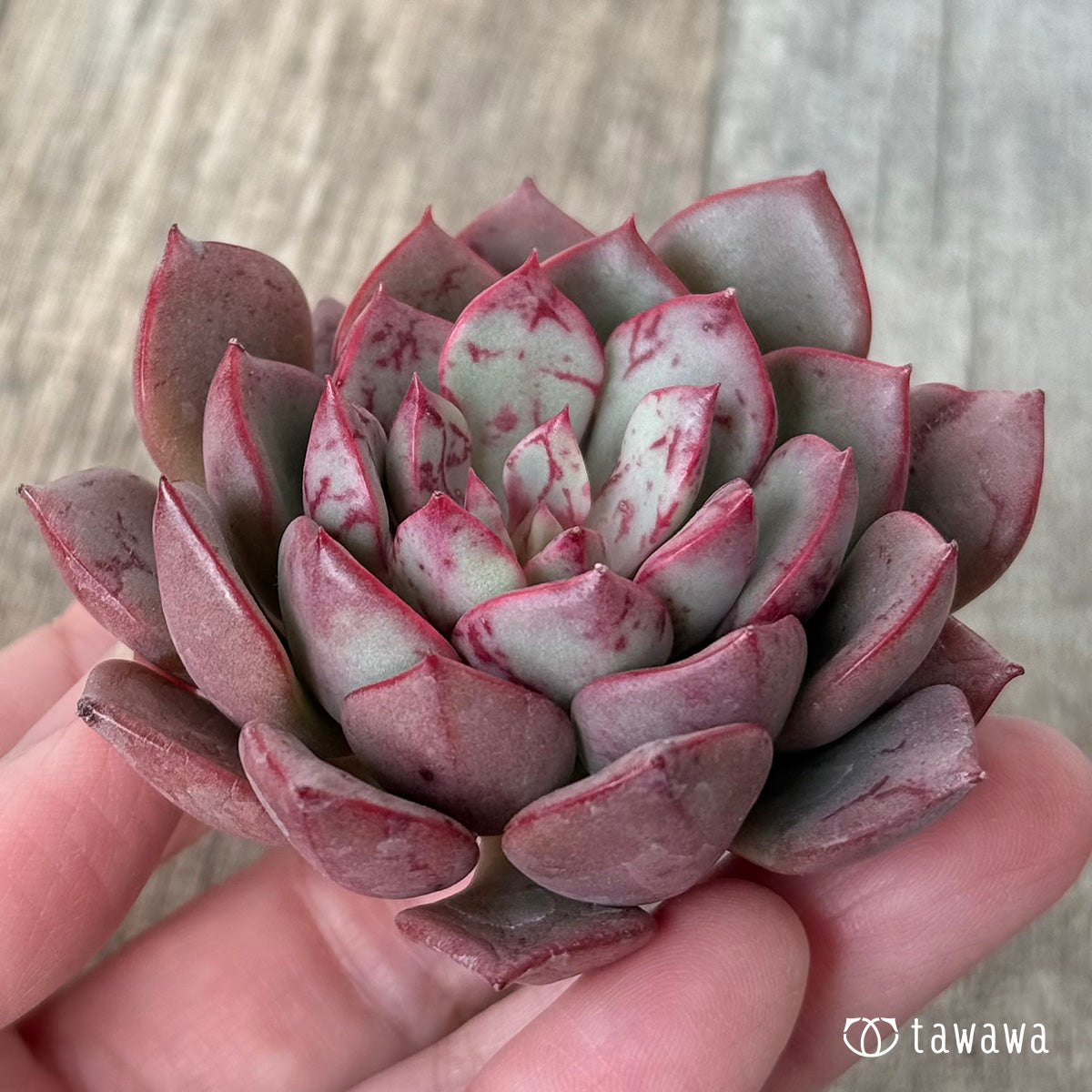 *新入荷* アーロン (チャンヒー農園苗)