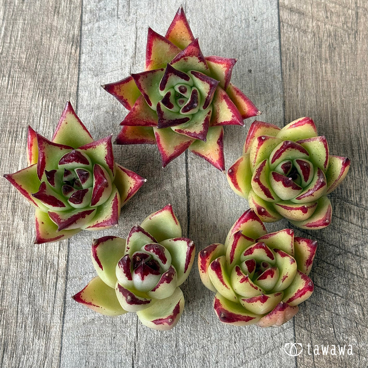 *新入荷* アガボイデス×アガボイデス エボニーsp(チャンヒー農園苗)