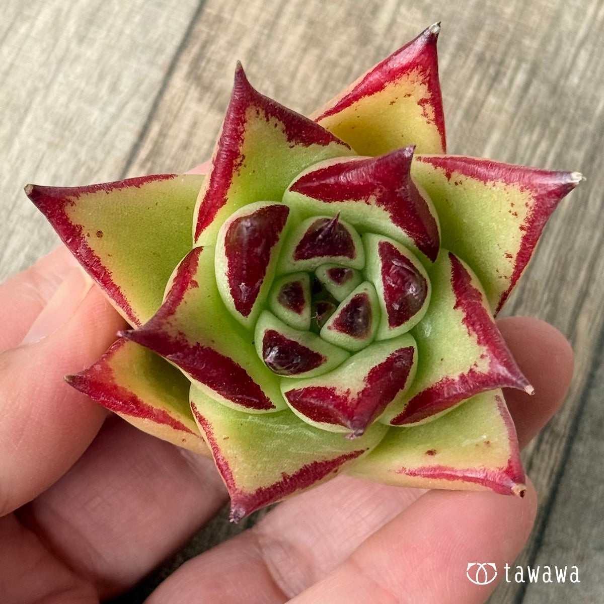 *新入荷* アガボイデス×アガボイデス エボニーsp(チャンヒー農園苗)