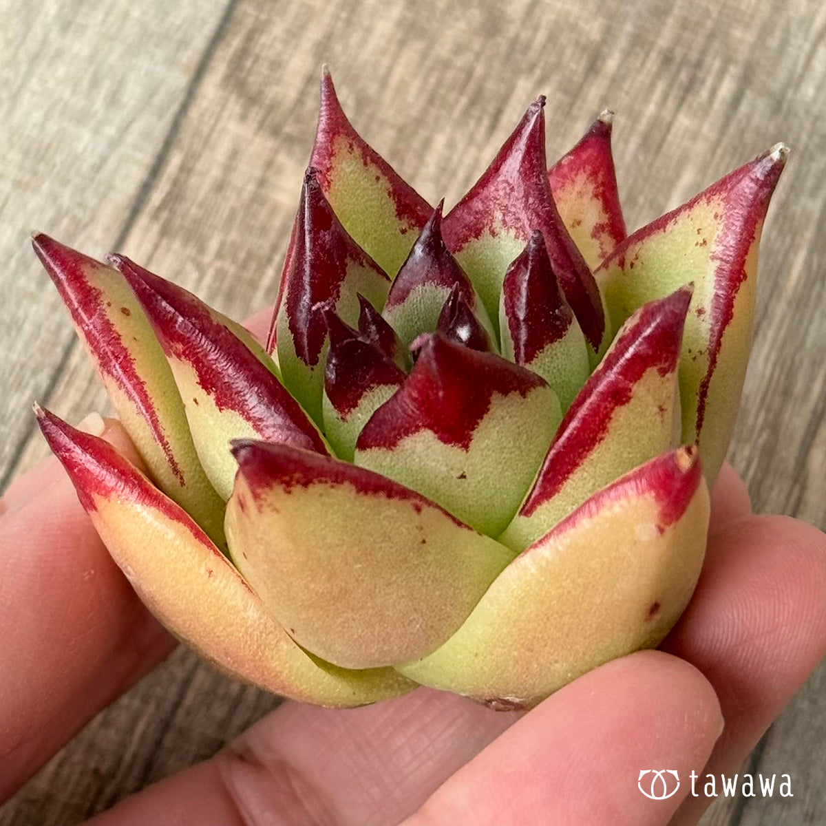 *新入荷* アガボイデス×アガボイデス エボニーsp(チャンヒー農園苗)