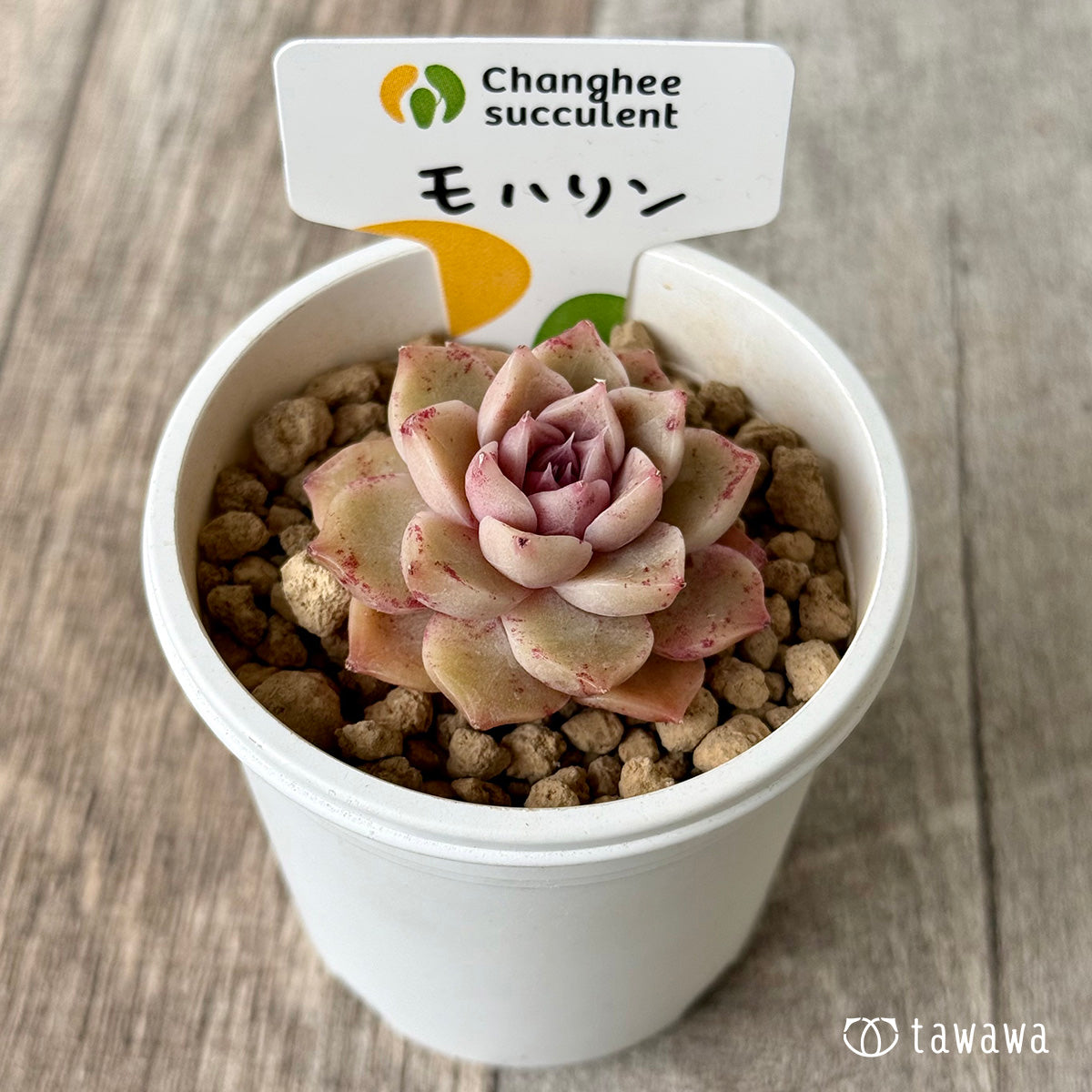 モハリン(チャンヒー農園苗)